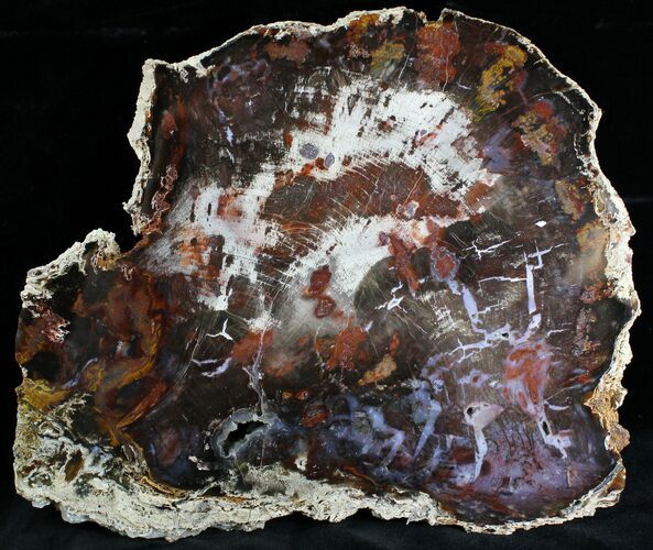 Beautiful Hubbard Basin Petrified Wood Slab - #28301